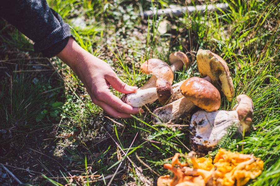 janni-deler-mushroom-seekingDSC_8967