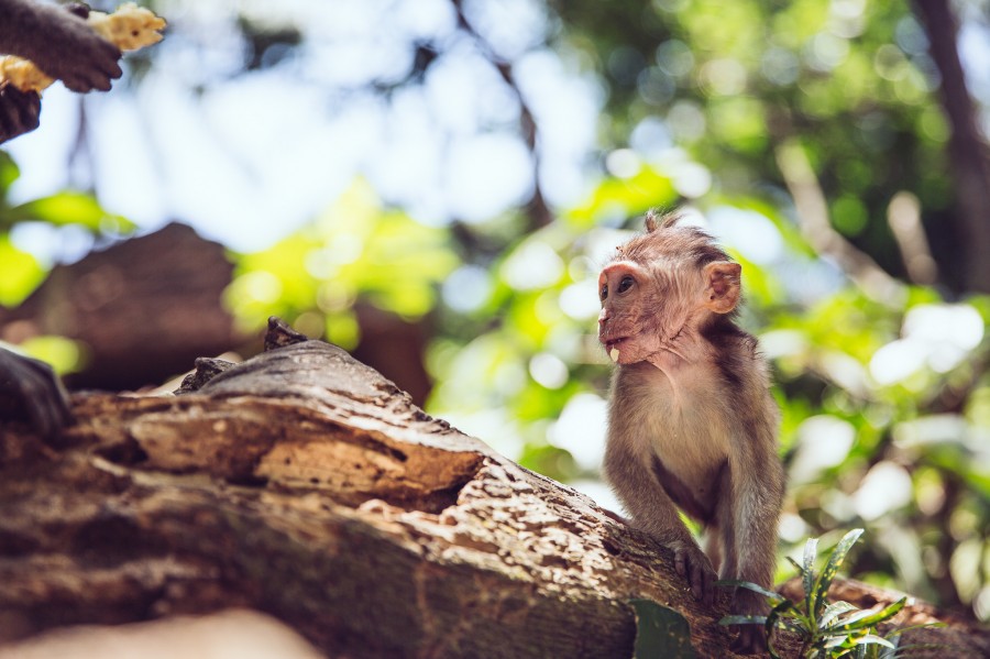 janni-deler-monkey-forest-ubud_MG_1675