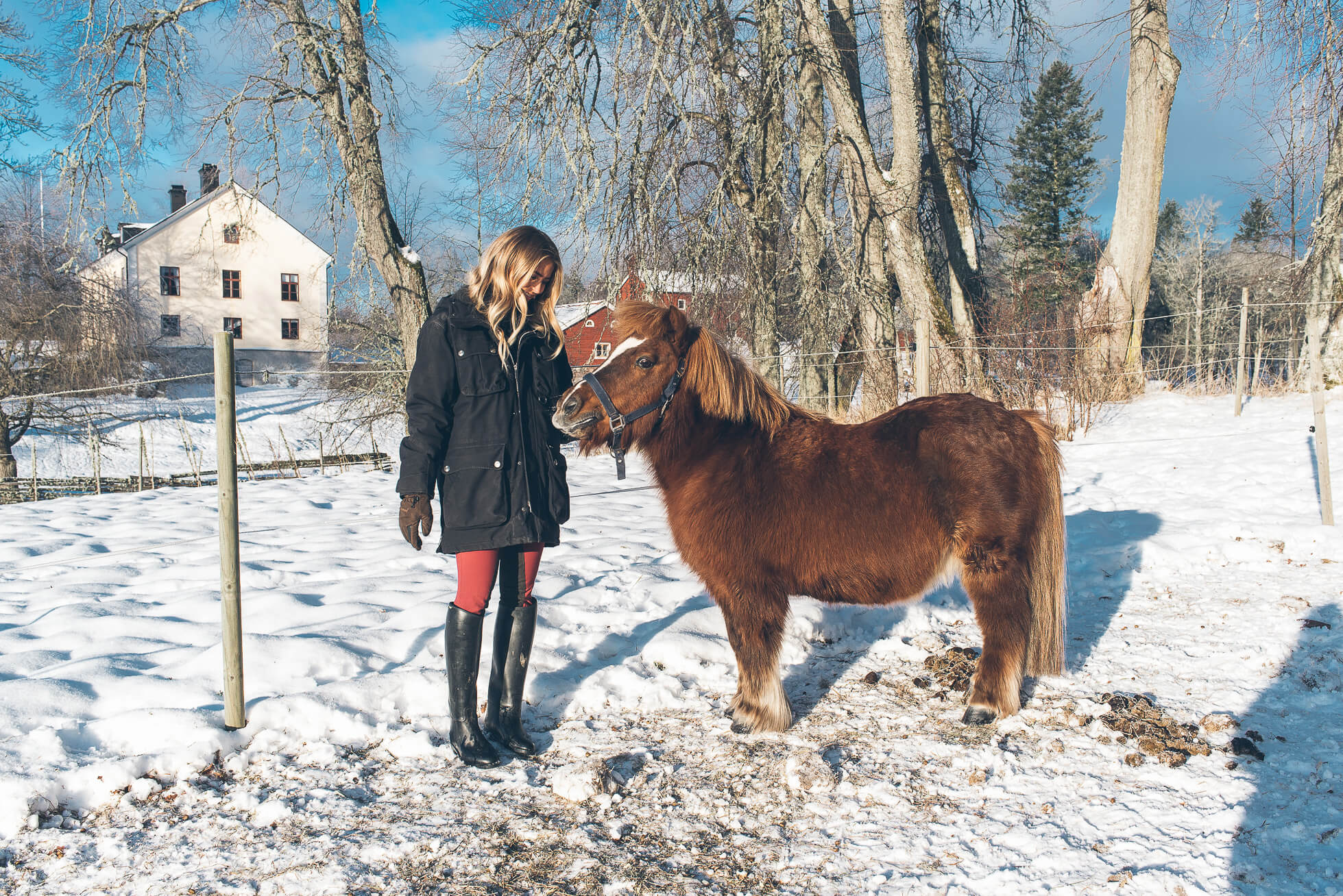 janni-deler-horses-snowDSC_6492