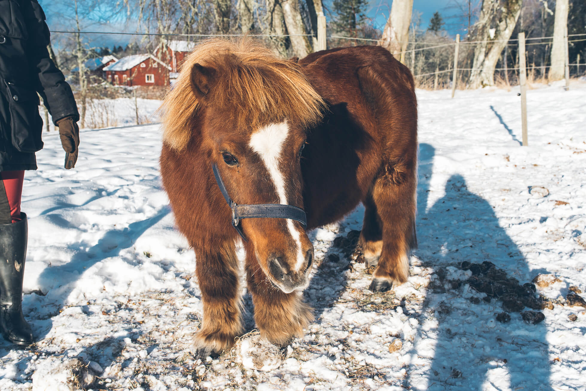 janni-deler-horses-snowDSC_6495