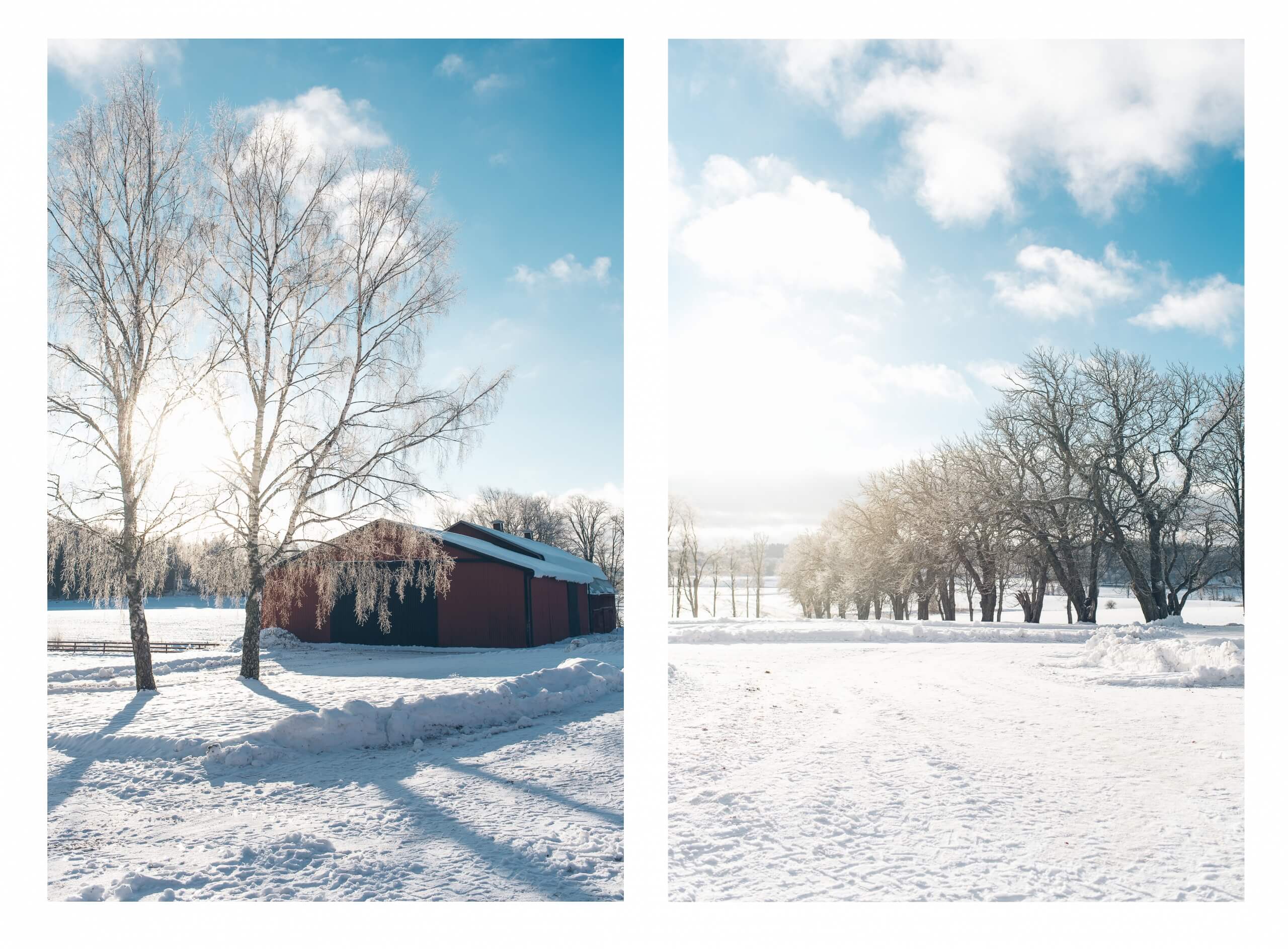 janni-deler-horses-snowDSC_6573 copy